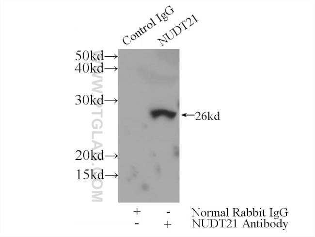 NUDT21 Antibody in Immunoprecipitation (IP)