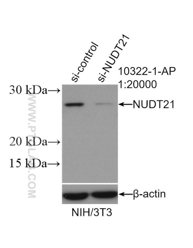 NUDT21 Antibody in Western Blot (WB)