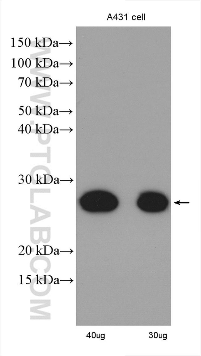 NUDT21 Antibody in Western Blot (WB)