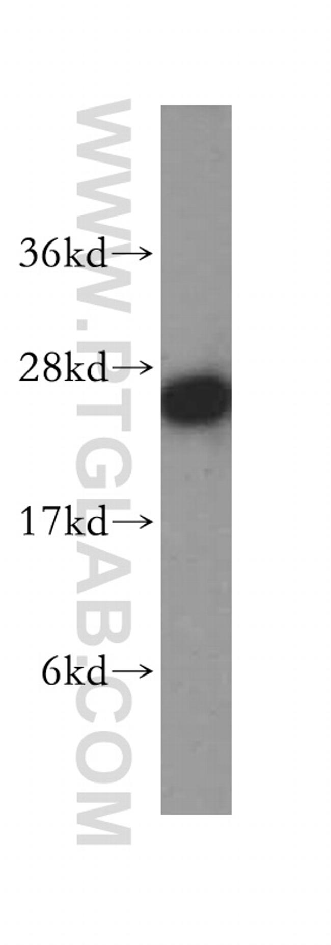 NUDT21 Antibody in Western Blot (WB)