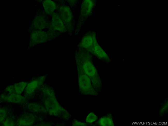 APEX1 Antibody in Immunocytochemistry (ICC/IF)