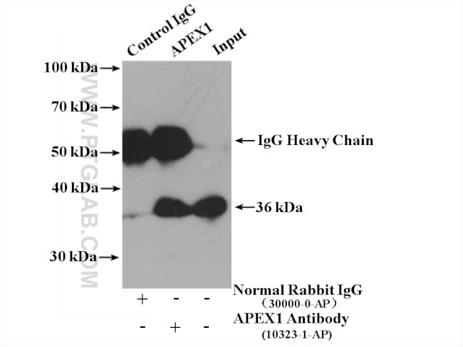 APEX1 Antibody in Immunoprecipitation (IP)