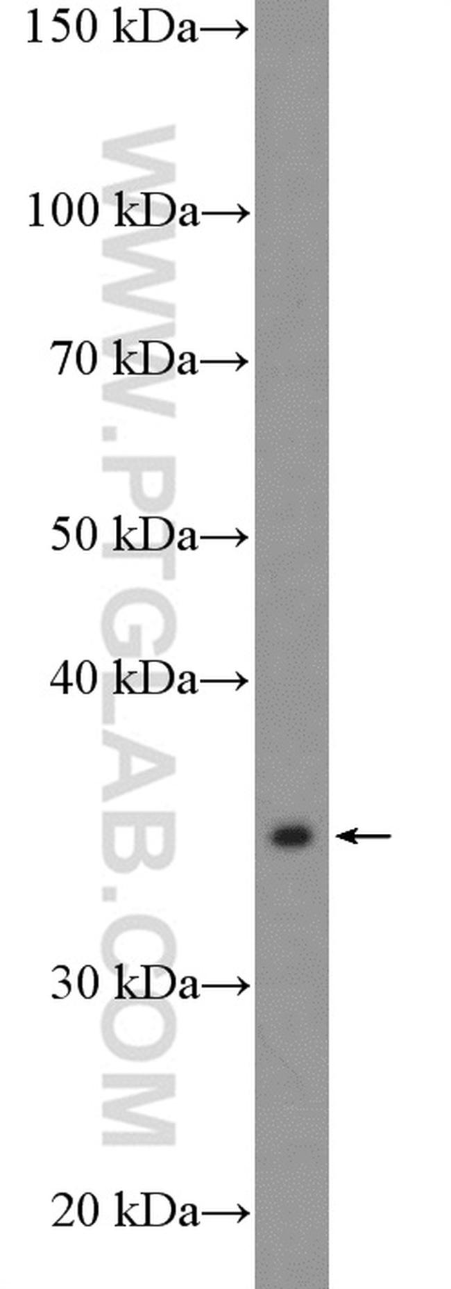 APEX1 Antibody in Western Blot (WB)