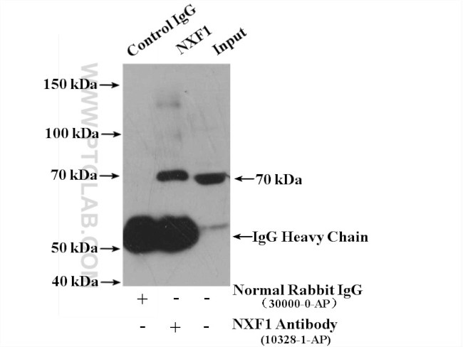 NXF1 Antibody in Immunoprecipitation (IP)