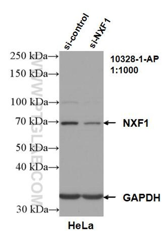 NXF1 Antibody in Western Blot (WB)