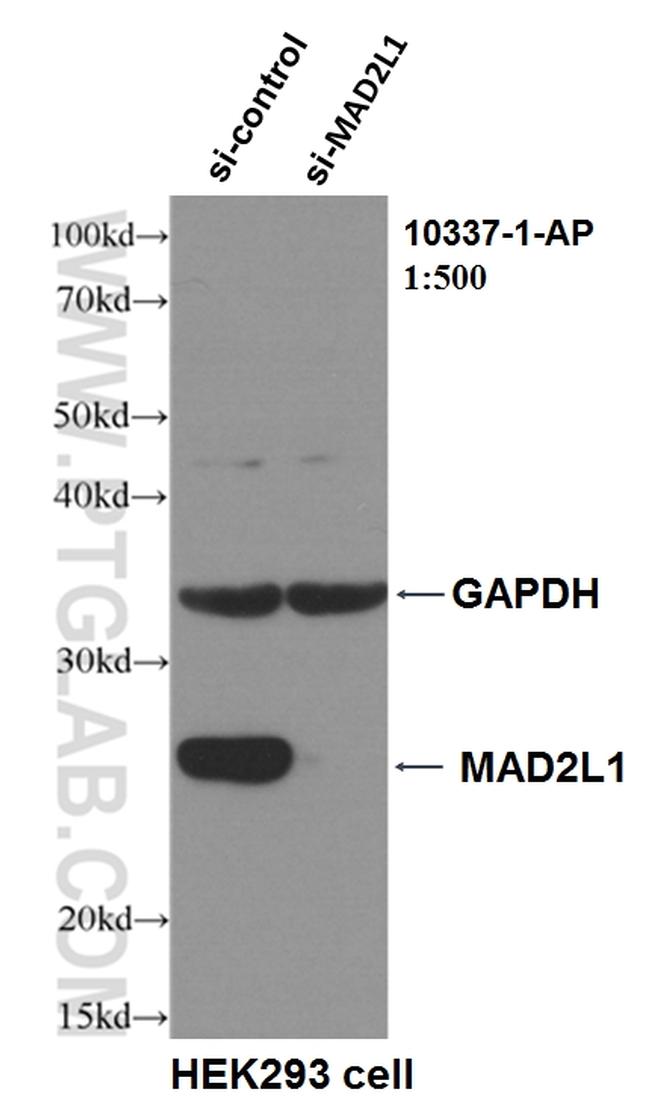 MAD2L1 Antibody in Western Blot (WB)