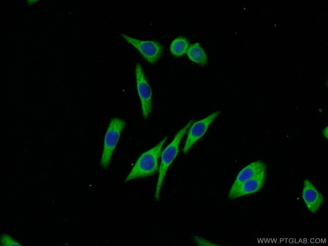 Melanophilin Antibody in Immunocytochemistry (ICC/IF)