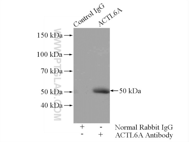 ACTL6A Antibody in Immunoprecipitation (IP)