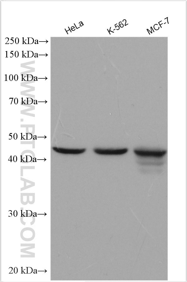 ACTL6A Antibody in Western Blot (WB)