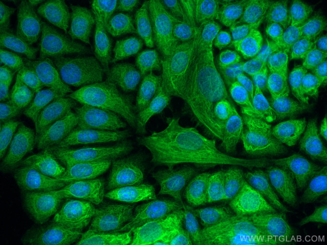 RNH1 Antibody in Immunocytochemistry (ICC/IF)