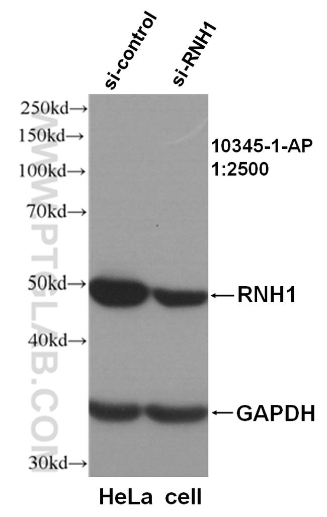 RNH1 Antibody in Western Blot (WB)