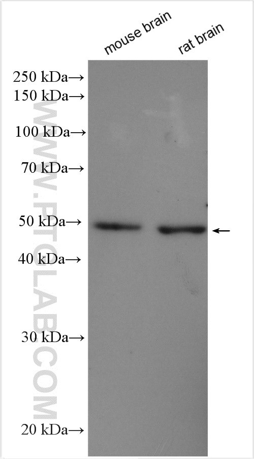 CTBP2 Antibody in Western Blot (WB)