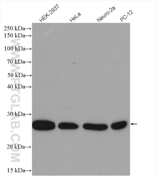 RAB4A Antibody in Western Blot (WB)