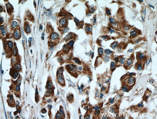 STOML2 Antibody in Immunohistochemistry (Paraffin) (IHC (P))