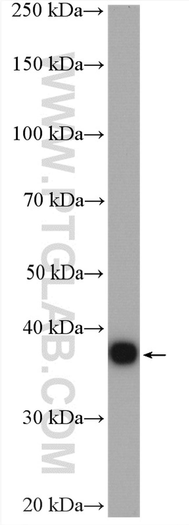 STOML2 Antibody in Western Blot (WB)