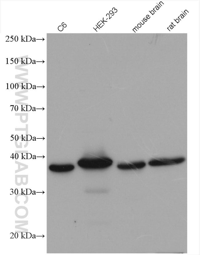 STOML2 Antibody in Western Blot (WB)