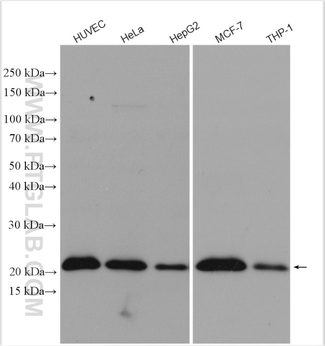 P21 Antibody in Western Blot (WB)