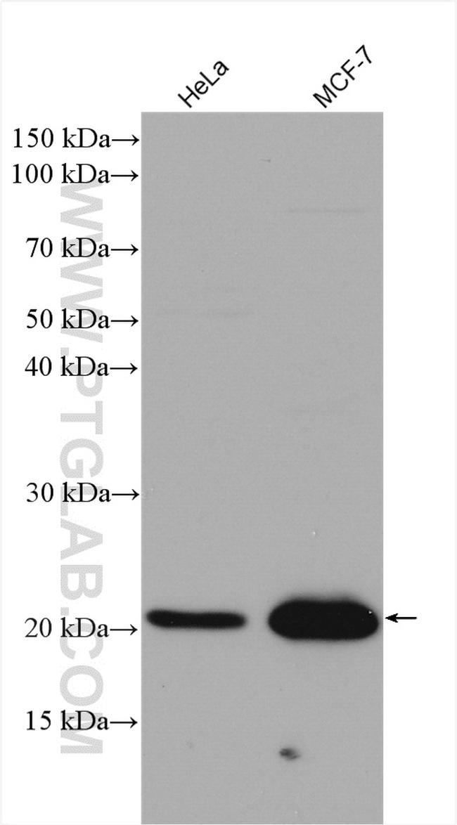 P21 Antibody in Western Blot (WB)