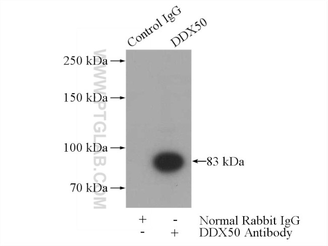 DDX50 Antibody in Immunoprecipitation (IP)