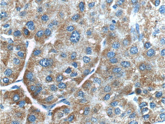 DKK3 Antibody in Immunohistochemistry (Paraffin) (IHC (P))