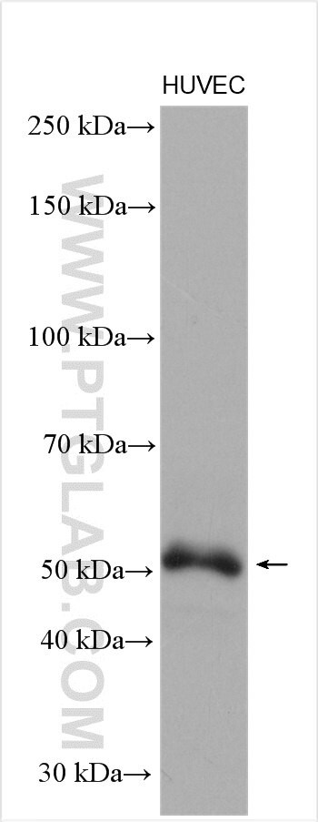 DKK3 Antibody in Western Blot (WB)