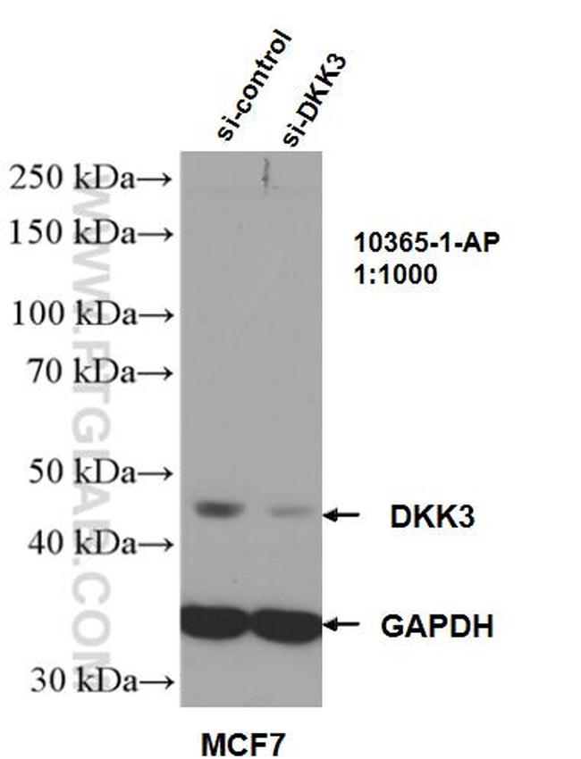 DKK3 Antibody in Western Blot (WB)