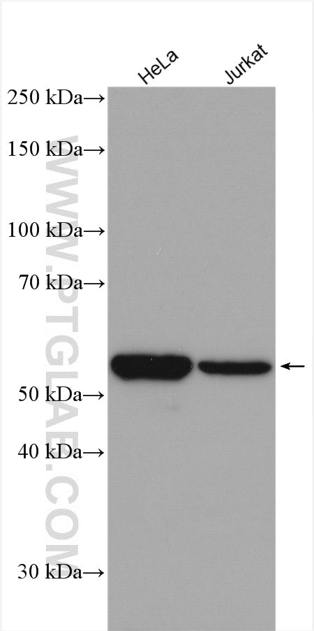 Vimentin Antibody in Western Blot (WB)