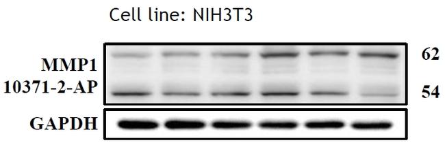 MMP1 Antibody in Western Blot (WB)