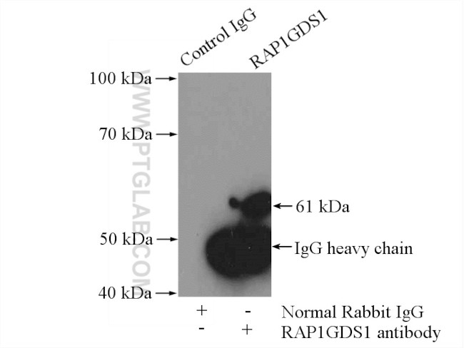 RAP1GDS1 Antibody in Immunoprecipitation (IP)