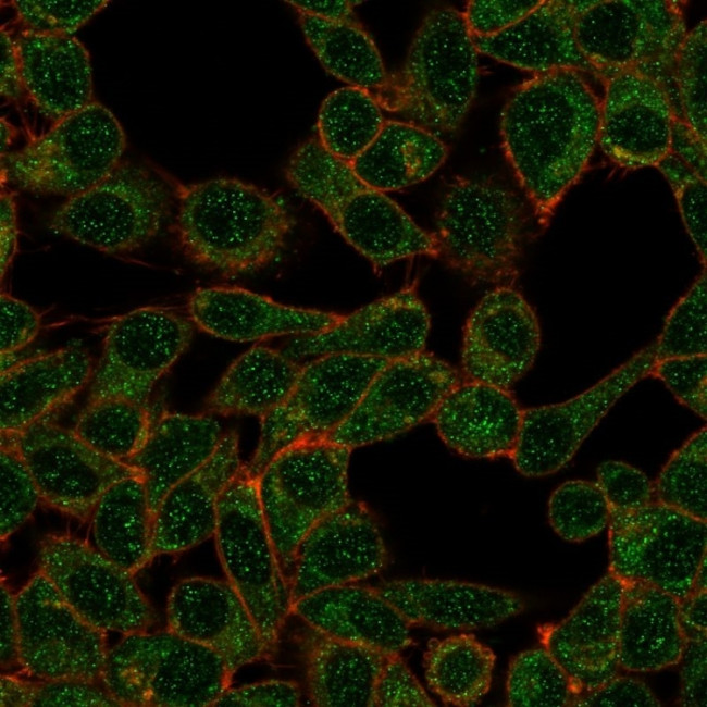 Interferon regulatory factor 9/IRF-9 Antibody in Immunocytochemistry (ICC/IF)