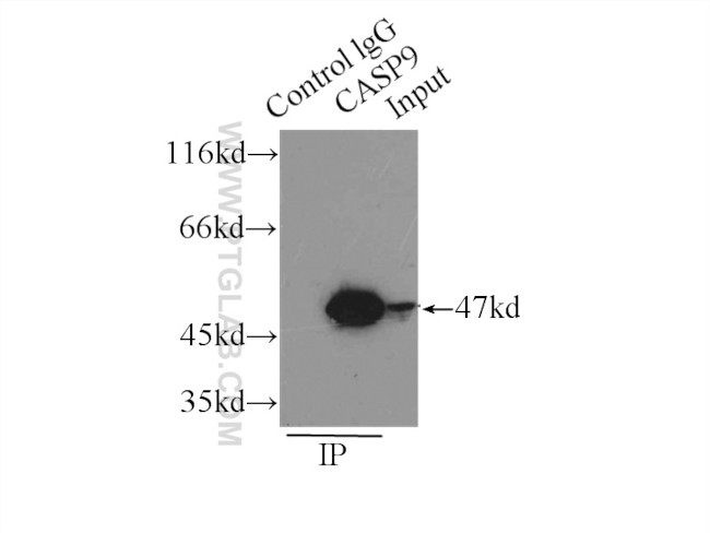 Caspase 9/p35/p10 Antibody in Immunoprecipitation (IP)