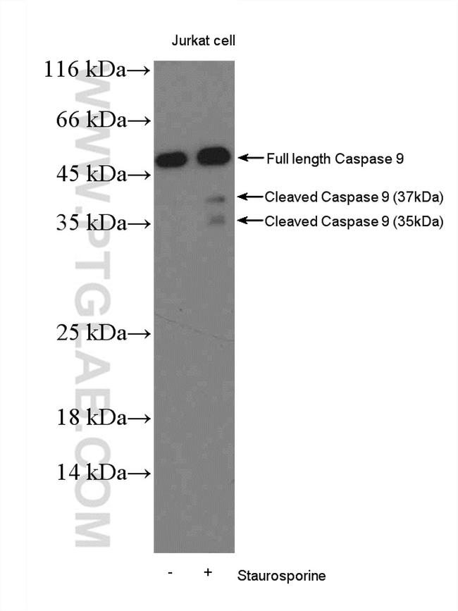 Caspase 9/p35/p10 Antibody in Western Blot (WB)