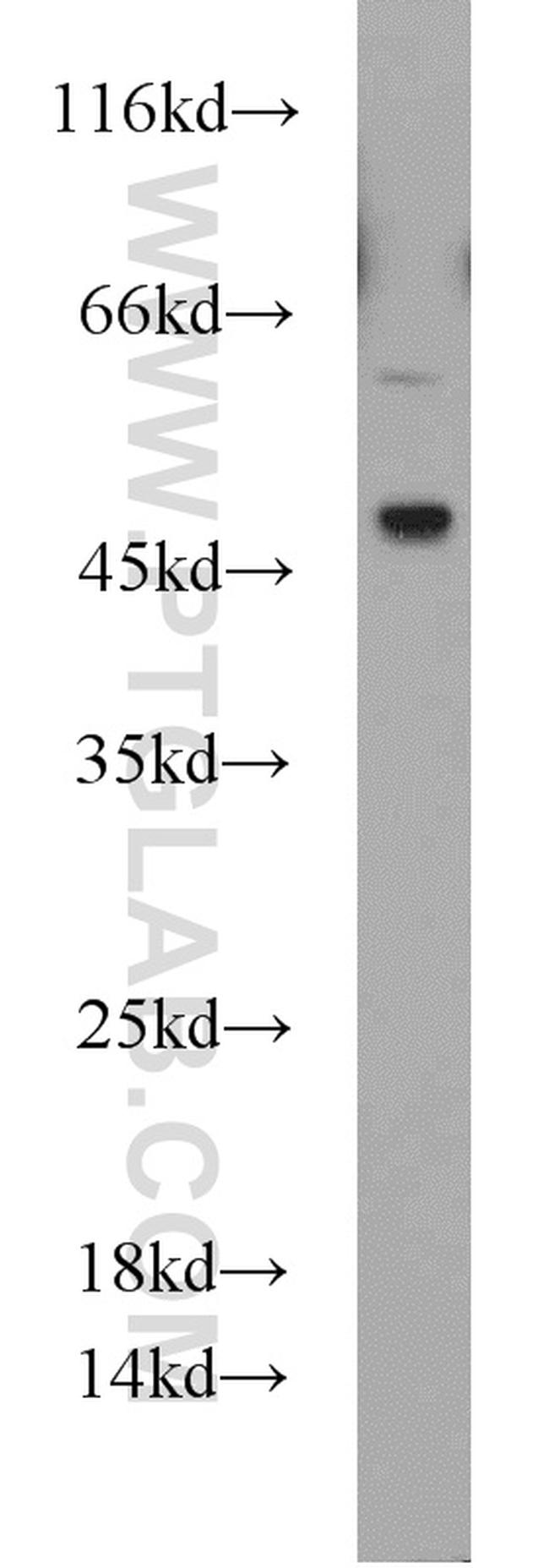 Caspase 9/p35/p10 Antibody in Western Blot (WB)