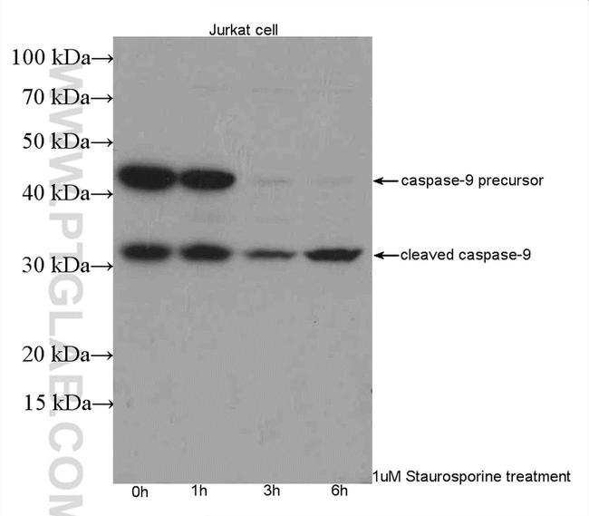 Caspase 9/p35/p10 Antibody in Western Blot (WB)