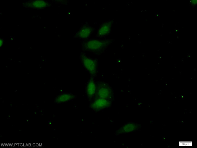 OCT1 Antibody in Immunocytochemistry (ICC/IF)