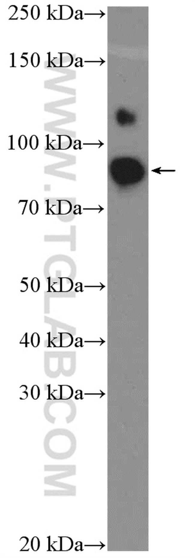 OCT1 Antibody in Western Blot (WB)