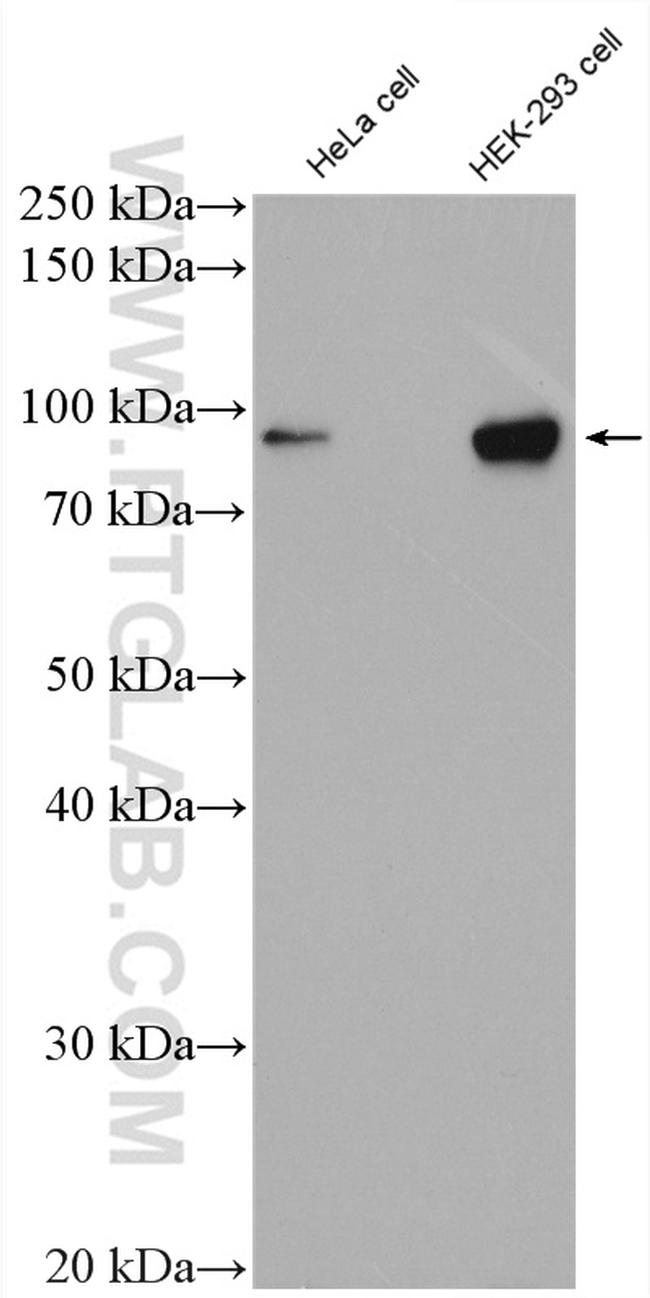 OCT1 Antibody in Western Blot (WB)