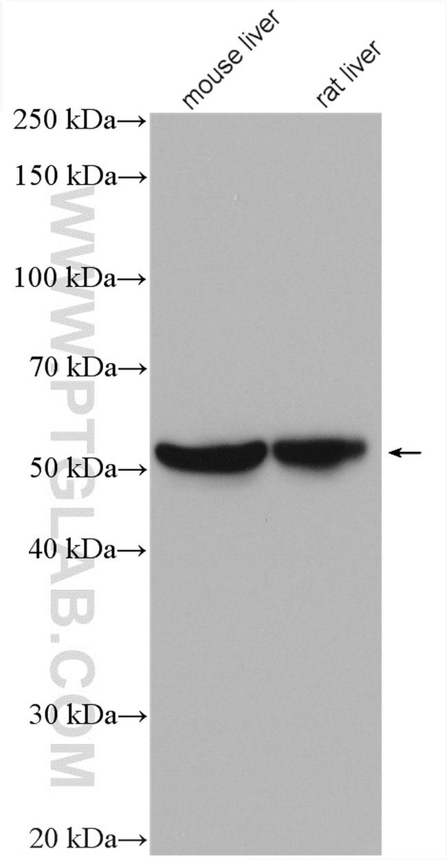 UGP2 Antibody in Western Blot (WB)