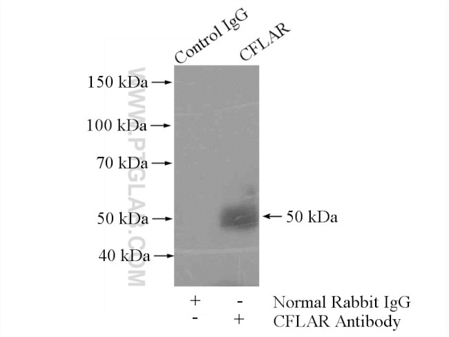 CFLAR/FLIP Antibody in Immunoprecipitation (IP)