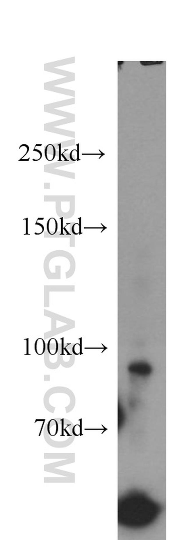 BAP1 Antibody in Western Blot (WB)