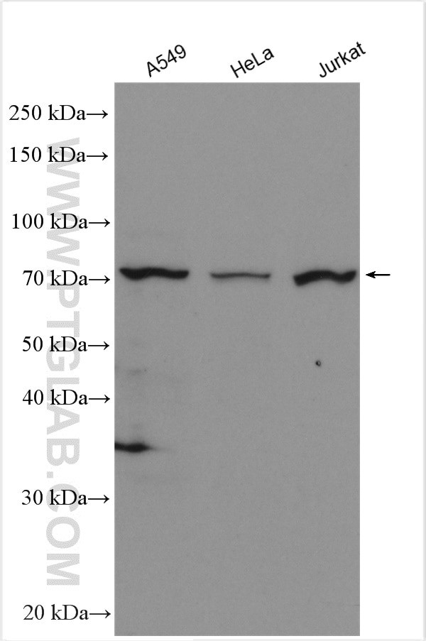 BCAS3 Antibody in Western Blot (WB)