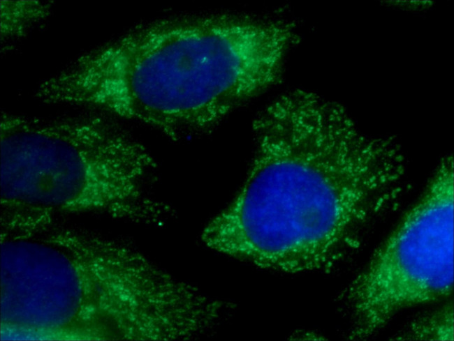 ICT1 Antibody in Immunocytochemistry (ICC/IF)