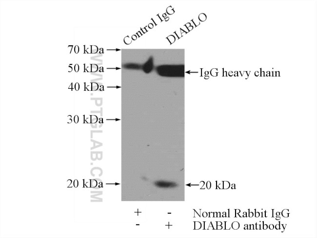 ICT1 Antibody in Immunoprecipitation (IP)