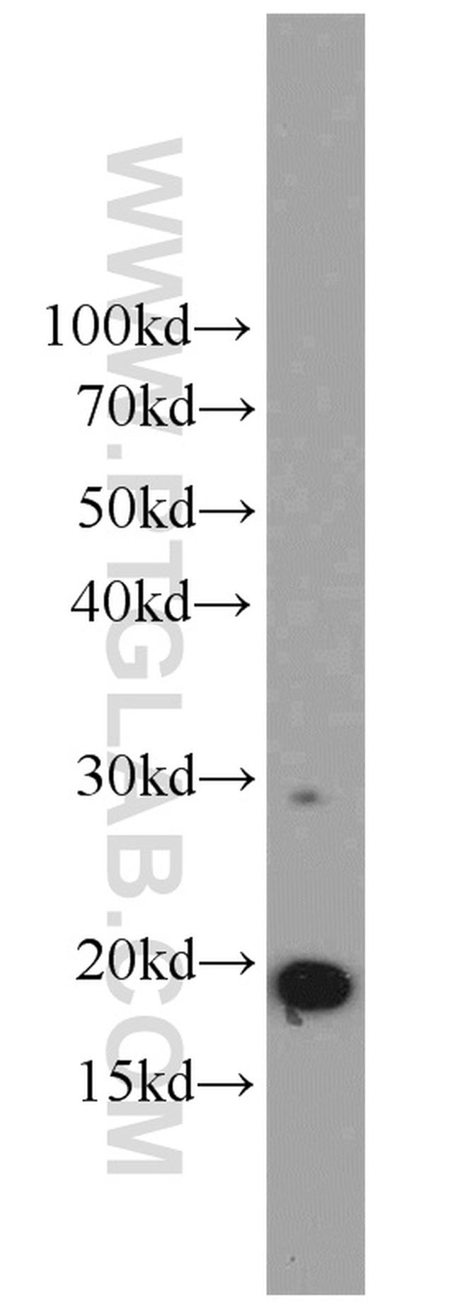 ICT1 Antibody in Western Blot (WB)