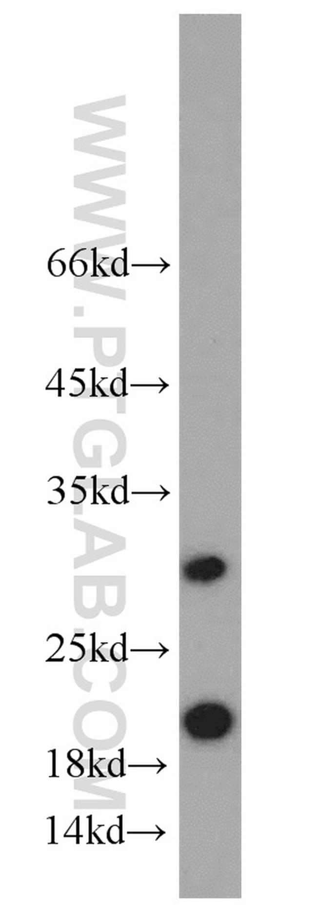 ICT1 Antibody in Western Blot (WB)