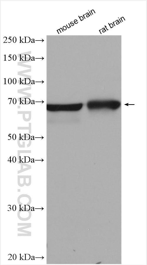 GAD1 Antibody in Western Blot (WB)