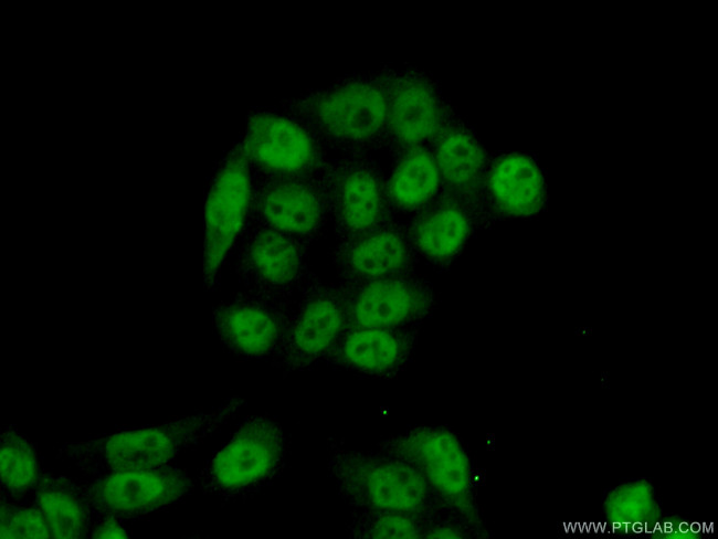 RFC2 Antibody in Immunocytochemistry (ICC/IF)