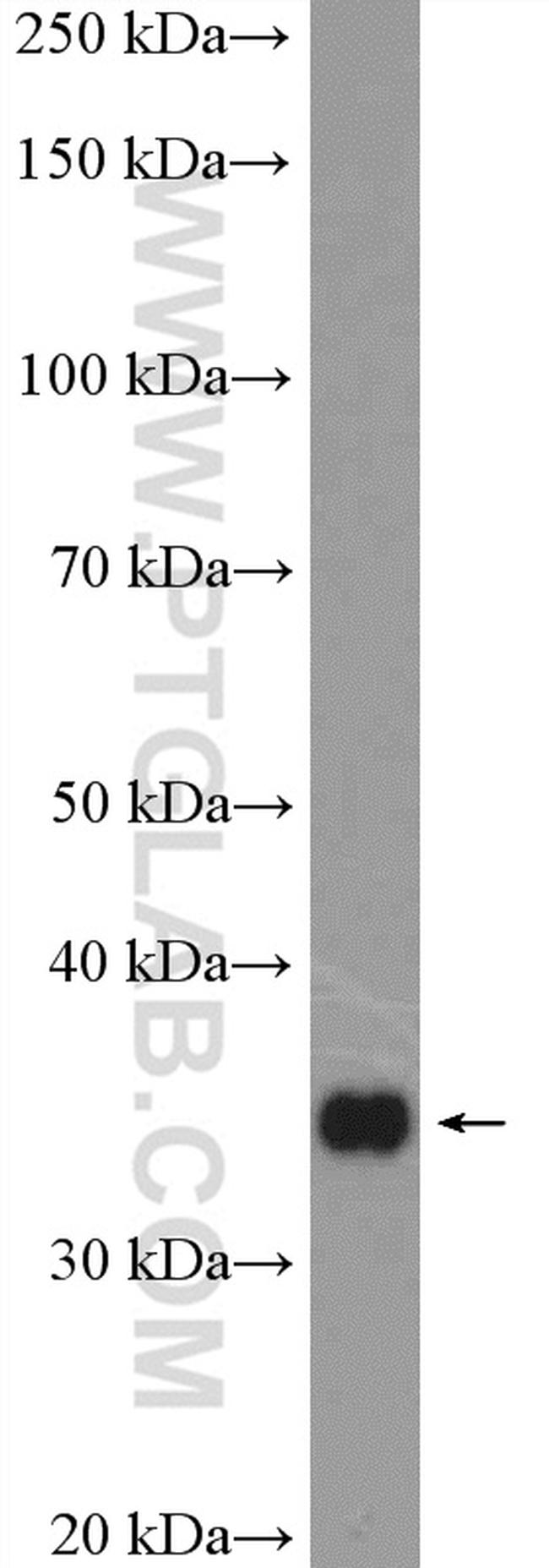 RFC2 Antibody in Western Blot (WB)