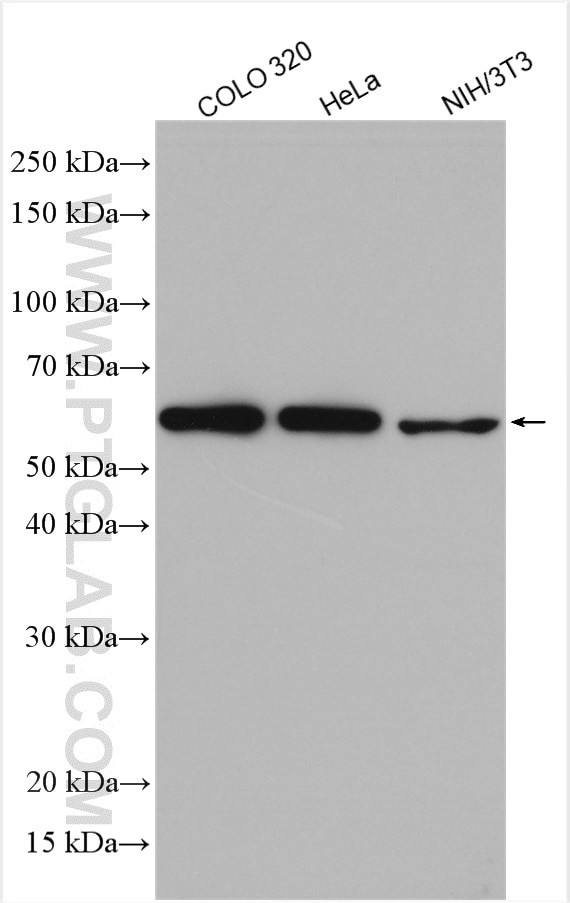 DMAP1 Antibody in Western Blot (WB)