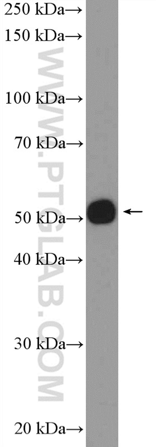 DMAP1 Antibody in Western Blot (WB)